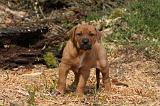 TOSA INU 437